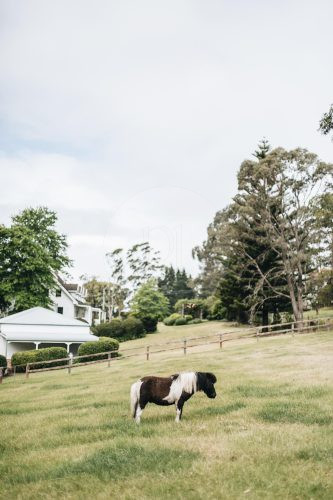 The Dara Farm, Berry-22
