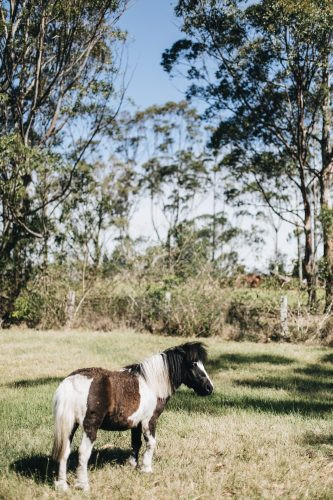 The Dara Farm, Berry-25