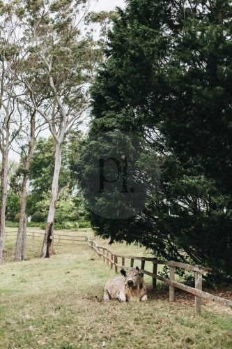 The Dara Farm, Berry-33