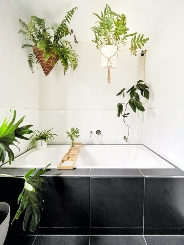 Pothos 02