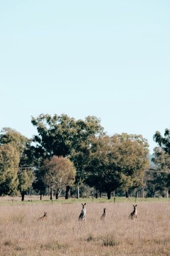 Clementine, Quirindi 19