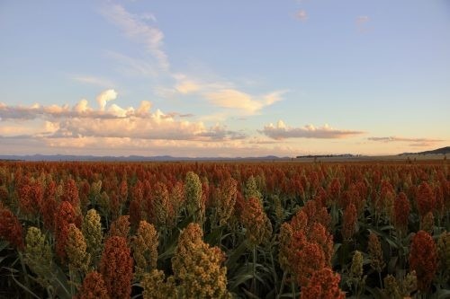 Clementine, Quirindi 29