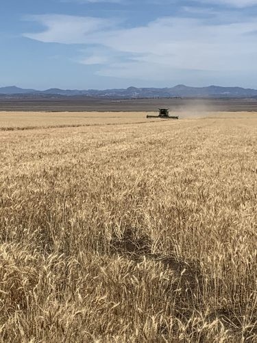 Clementine, Quirindi 30