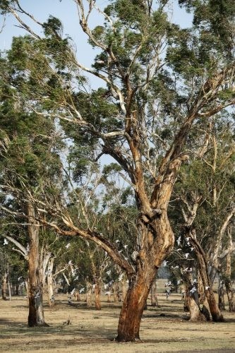 Clementine, Quirindi 31