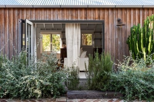 Eucalyptus Avalon 18