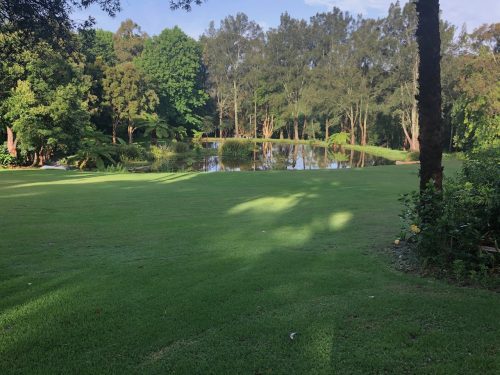 backyard