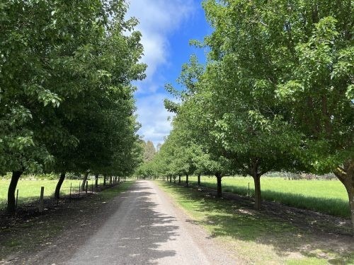 Grove Estate, Benalla 02