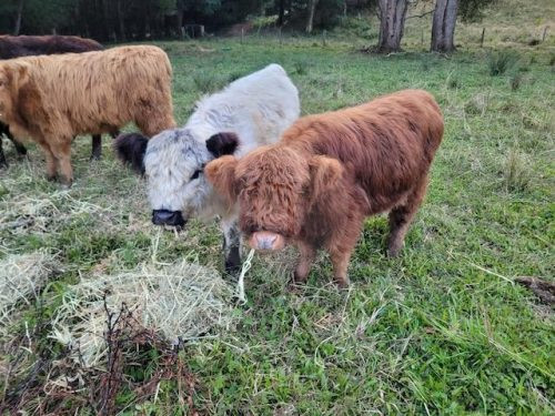 The Homestead, Currumbin Valley Cattle 1