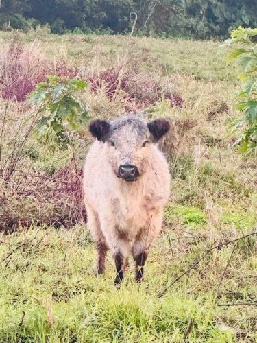 The Homestead, Currumbin Valley Cattle 2