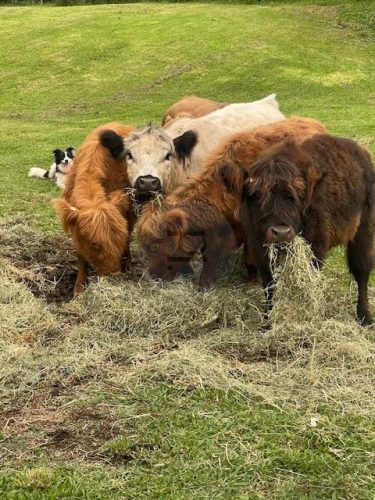 The Homestead, Currumbin Valley Cattle 3