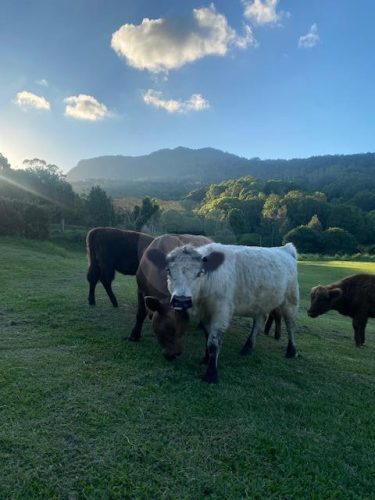 The Homestead, Currumbin Valley Cattle 4