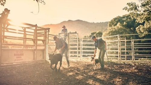 The Homestead, Currumbin Valley Cattle 5