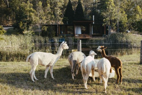 Rattler Lodge, Laguna-33