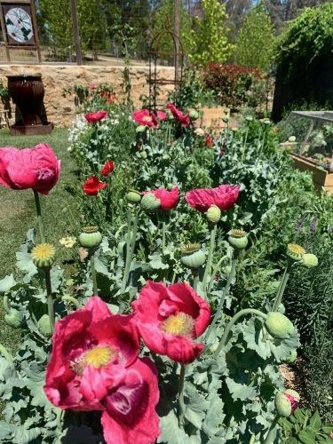 Flowerfield Cottage, Hartley 13