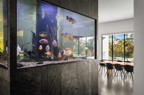 Nemo, Kellyville_25