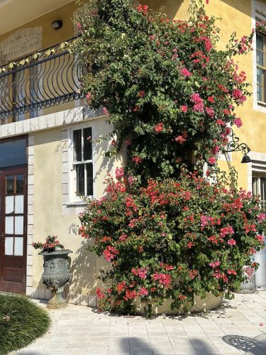 PALAZZO SOPHIE 510
