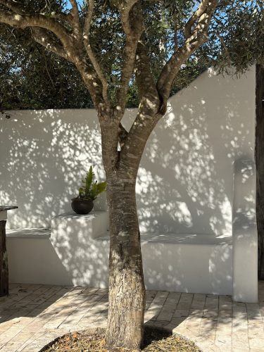 CYPRUS HOUSE, Byron Hinterland456