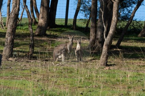 Yarraman, Park Orchard-21