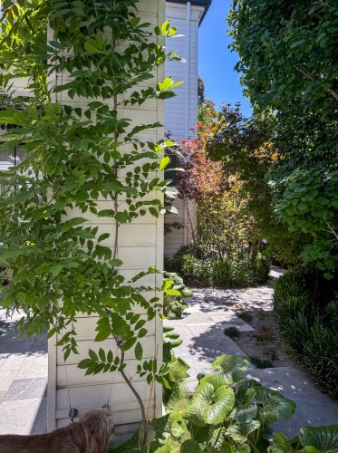 The Albert, Prahran 36