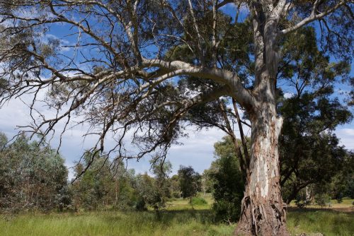 Olea Estate, Lauriston