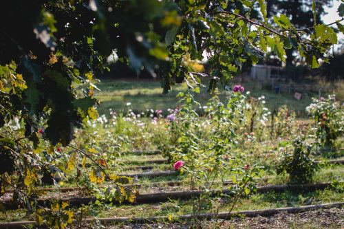 garden established