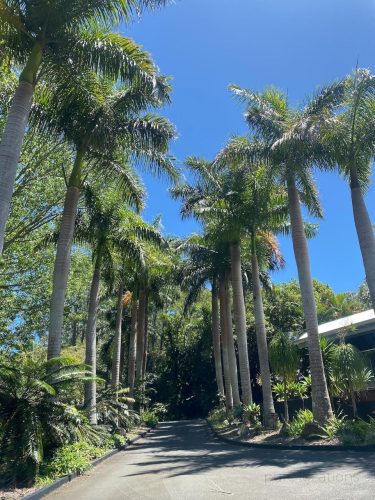 Palm Trees driveway