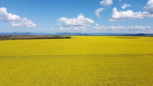 Clementine-Quirindi-15.jpeg
