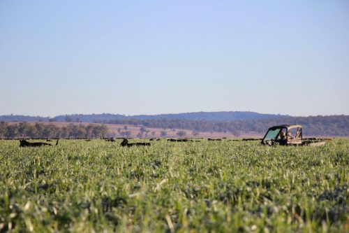 Clementine-Quirindi-3.jpeg