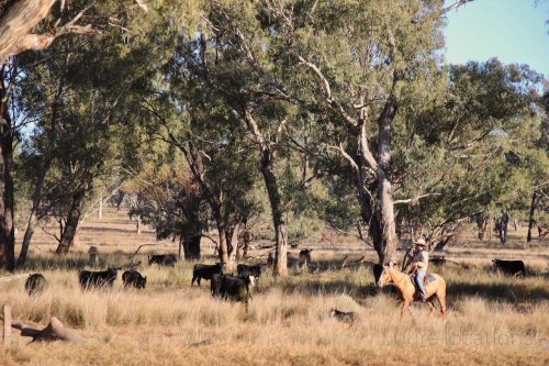 Clementine-Quirindi-8.jpeg