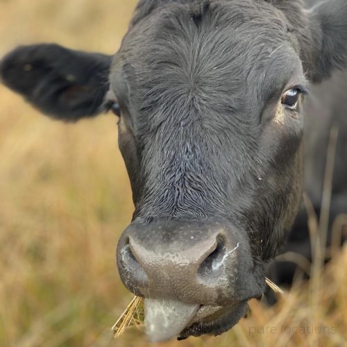 Cow.jpg
