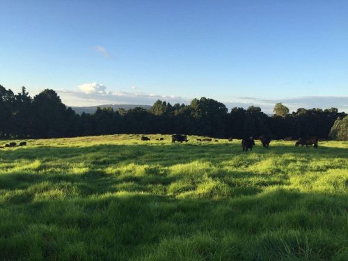 Dairy-View-Berry-20.jpeg