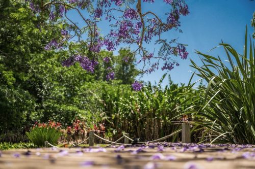 GARDEN-Jacaranda_preview-1-1024x683-1.jpg