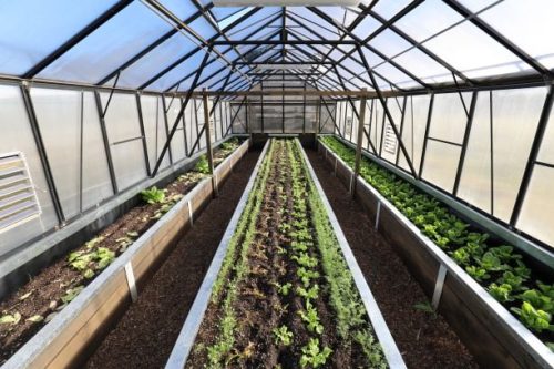 Green-house-inside.jpg