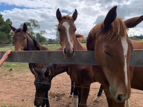 Hunter-Valley-Homestead-Martindale-2.jpeg