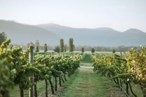 Hunter-Vineyard-Hunter-Valley_1U.jpg