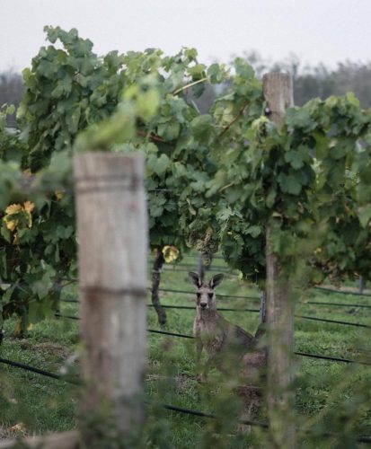 Hunter-Vineyard-Hunter-Valley_1V.jpeg