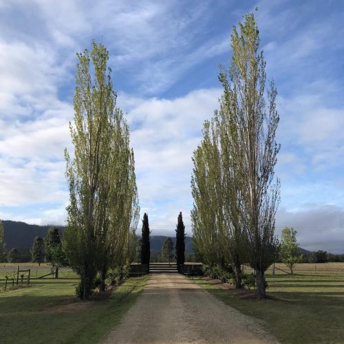 Hunter-Vineyard-Hunter-Valley_1X.jpeg