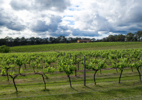 La-Vina-Winery.42-am.png
