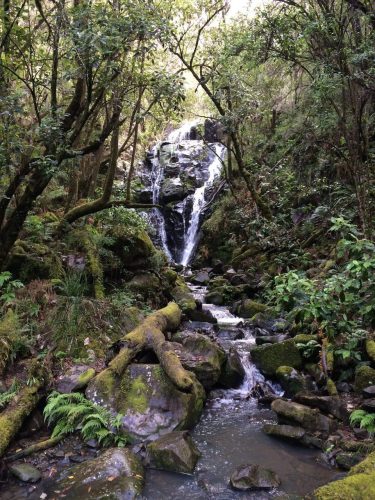 Natural-Habitat-Pennyroyal_18.jpeg
