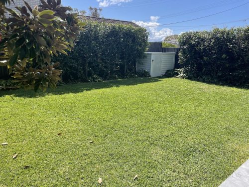 backyard
