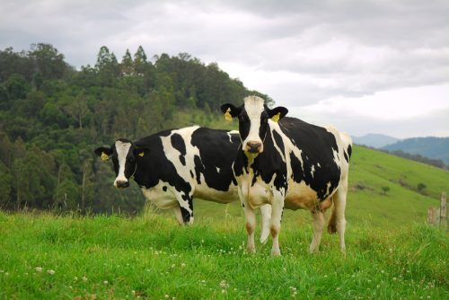 Pure-LocationsLocal-Cows.jpg