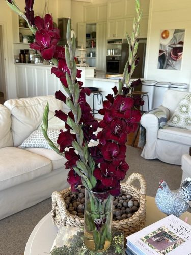 Purple-Rain-Red-Hill-South_de86.jpg