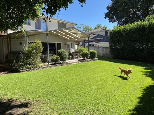 backyard