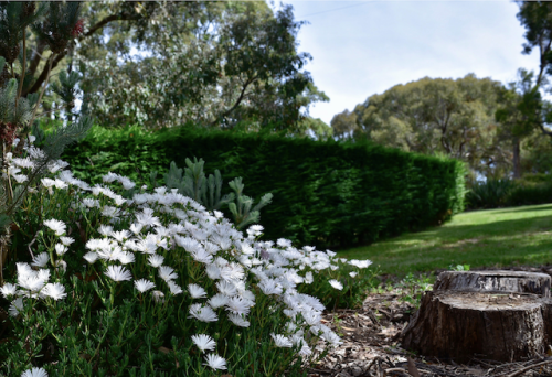 Olea Estate, Lauriston