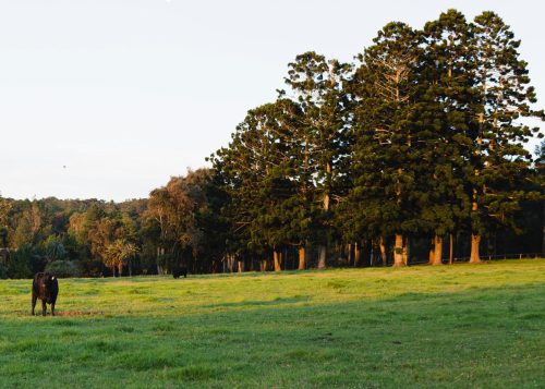 Somersby-Homestead-Somersby-08.jpeg