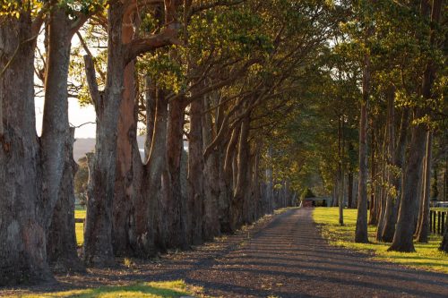 Somersby-Homestead-Somersby-12.jpeg