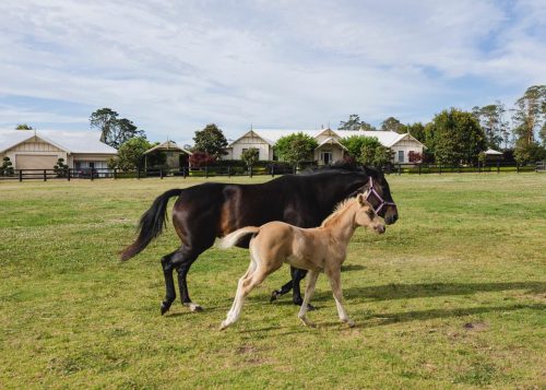 Somersby-Homestead-Somersby-17.jpeg