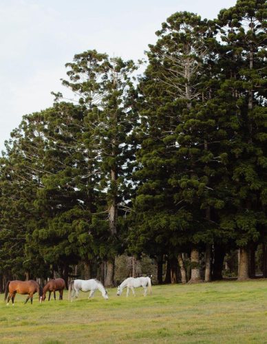 Somersby-Homestead-Somersby-21.jpeg