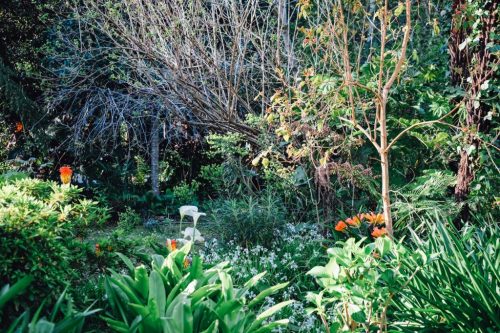 garden established backyard