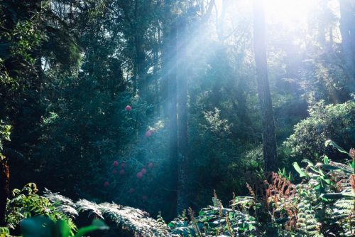 Belgrave, Dandenong Ranges